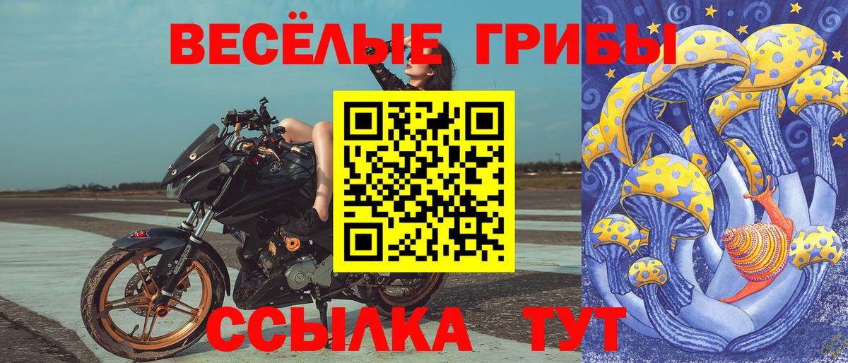 Галлюциногенные грибы Psilocybe Калуга